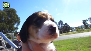 Funny Puppies Learn To Howl and Bark   [Epic Laughs]