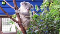 Koala Bears  Funny Koalas Playing [Epic Laughs]