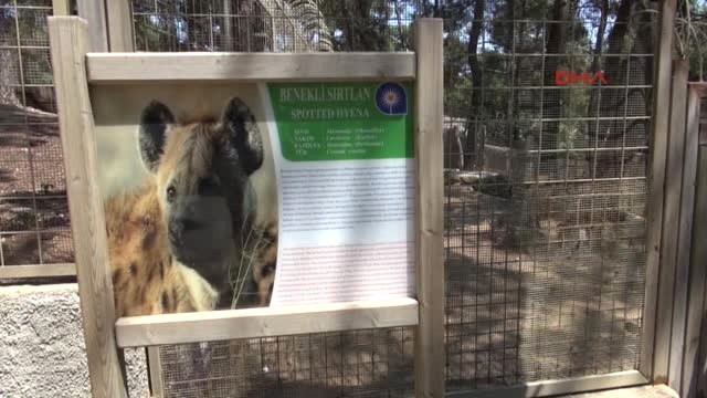 Antalya Hayvanlara Fıskiyeli Havuzlu Serinlik