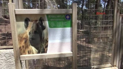 Antalya Hayvanlara Fıskiyeli Havuzlu Serinlik