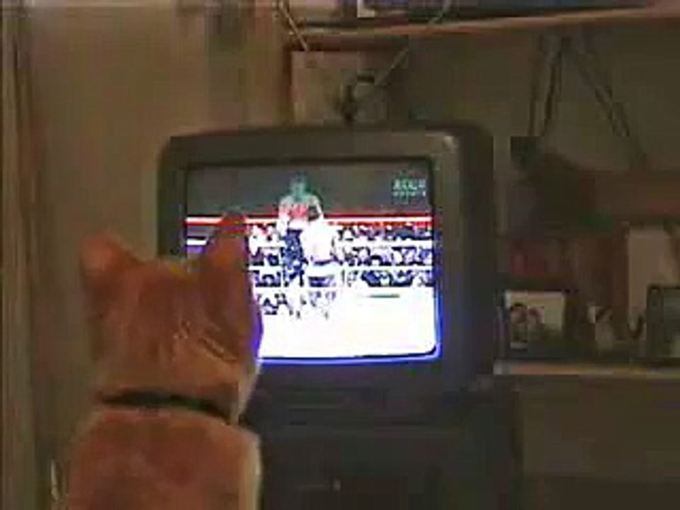 Cat enjoying boxing match