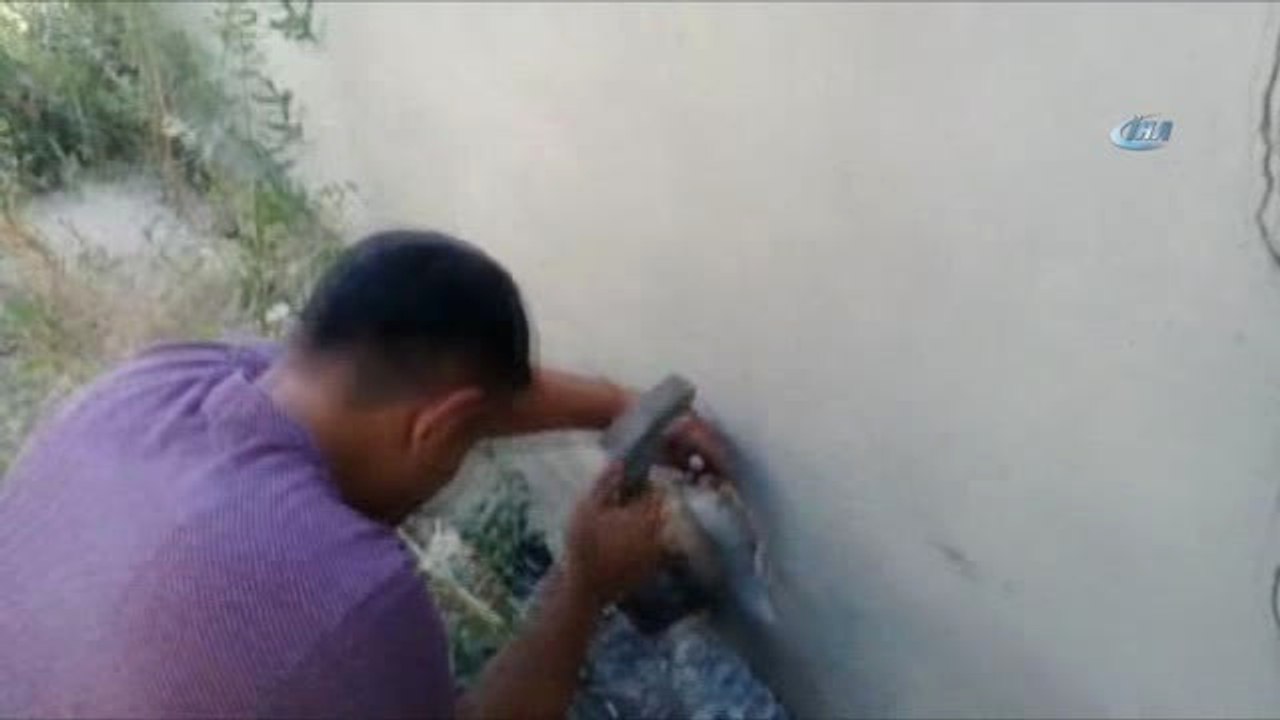 Duvar İçindeki Boruya Kafası Sıkışan Köpeği Vatandaş Kurtardı