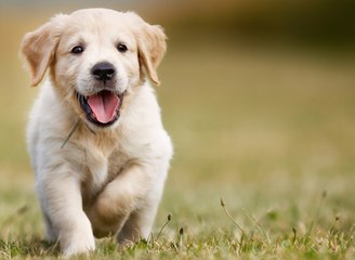 Chiens : conseils de vétérinaire