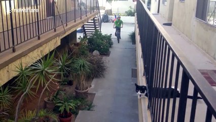 Cat high-fives kid on bike
