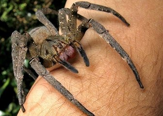 As Aranhas mais incríveis da natureza