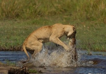 Clube da luta Animal - Luta de Titãs
