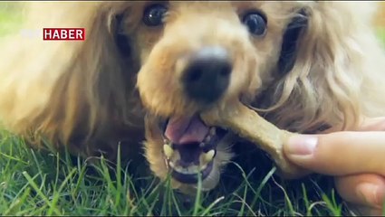 Obezite hayvanlarda da yayılıyor