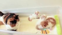Kittens Talking and Playing withdfgr their Moms Compilation _ Cat mom hugs baby kitten