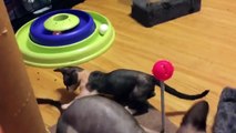 Kittens Talking and Playing dfgrwith their Moms Compilation _ Cat mom hugs baby kitten