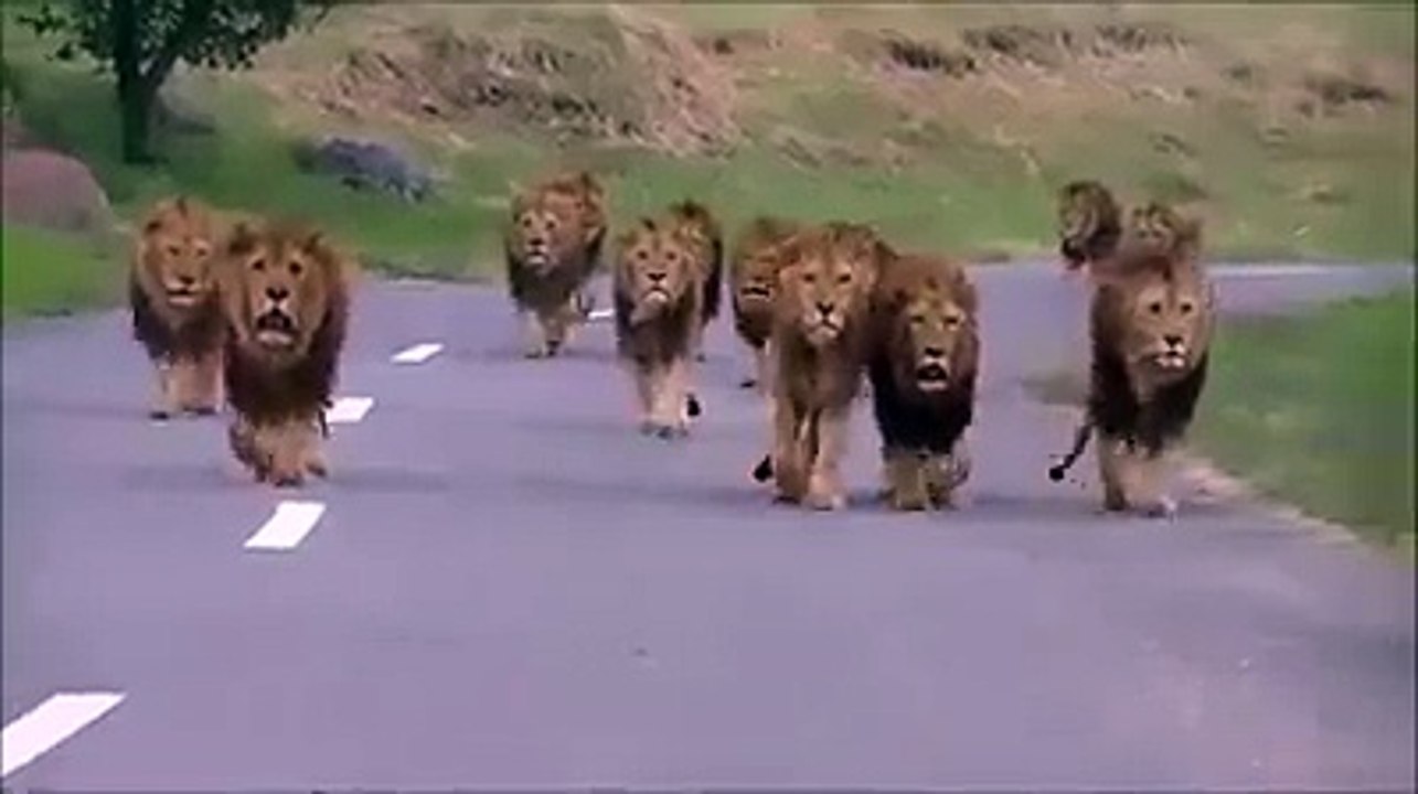 Lions walking on the road