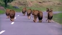 Lions walking on the road