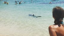 Un requin nage au bord de la plage