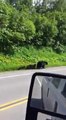 Ces oursons suivent leur mère le long de la route.. Trop mignon !