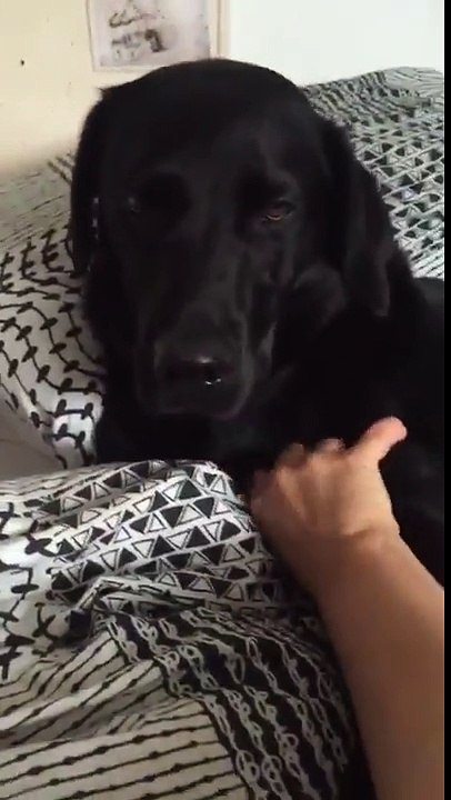 Ce chien réclame les gratouilles quand elles s'arrêtent hahaha