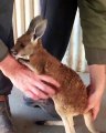 Ce bébé kangourou veut se réchauffer dans votre manteau !!