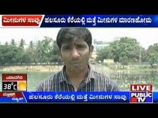 Ulsoor Lake Filled With Thousand Of Dead Fish