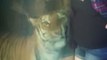 Harimau menciumi perut ibu hamil di kebun binatang - Tomonews