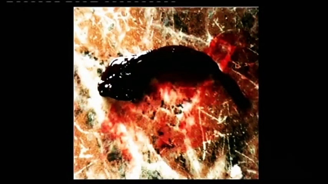 Woman allegedly delivers catfish after 16 months pregnancy