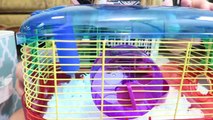 AMAZING HAMSTER MAZE! Setting up Hamster Cages and Tubes from CritterTrail Shopping at Pet