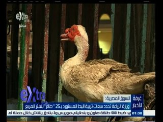 #غرفة_الأخبار | وزارة الزراعة تحدد سعات تربية البط المستورد بـ 25 ‫"‬ طائر ‫"‬ للمتر المربع