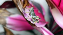 Grasshoppers are insects of the suborder Caelifera within the order Orthoptera