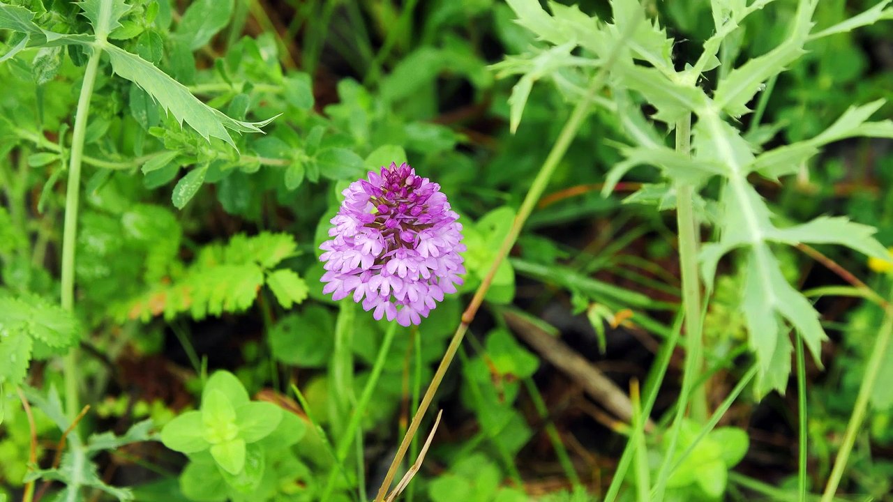 Cap à l'Est  - Pays de Cattenom