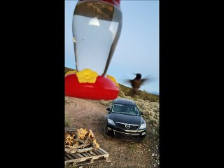 Hummingbirds Up Close