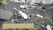 CGTN - Dog waiting for its owner refuses to leave rubble, capturing the hearts of a nation after