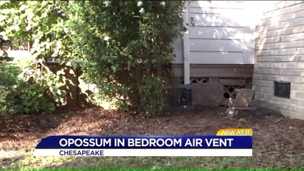 Couple Finds Opossum in Bedroom Air Vent