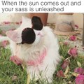 When the sun comes out and your sass is unleashed - Funny Gangster cat