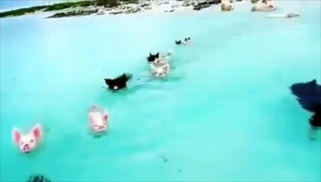 Vous ne rêvez pas, ces cochons sont aussi à l'aise dans l'eau que sur terre...
