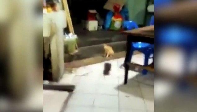 Quand les chats organisent des combats de rats...