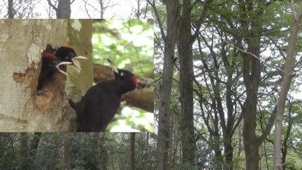 Des pics noirs à Plourivo