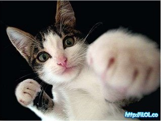 This kitty is mastered in the art of Cat-Fu