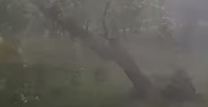 Tree Uprooted by Strong Storm Winds in Warsaw