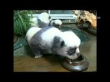 NET5 - 3 Anak anjing mirip Panda di Cina