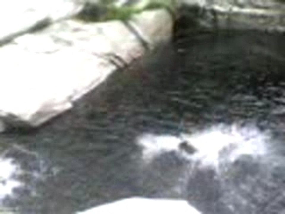 Mika plongeon