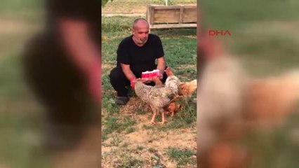 Edirne Işadamı Tavuklarının Doğum Gününü Pastayla Kutladı