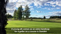 Elk chases Swedish golfer off course