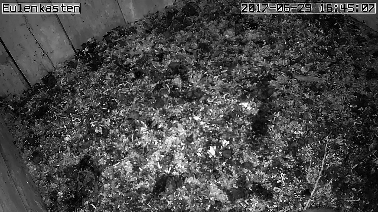 Turmfalken, 29.06.2017