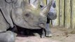 Two endangered baby rhinos are welcomed into the world