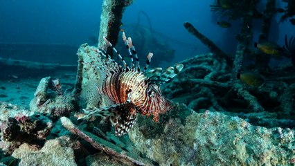 Best of Wrecks Red Sea, Egypt - Blue O Two