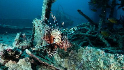 Best of Wrecks Red Sea, Egypt - Blue O Two