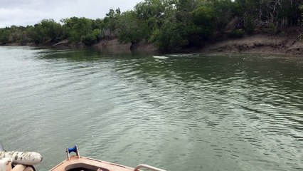 Wild Buffalo Charges Fisherman