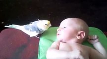 Cockatiel sings to baby. - Parrots of the world