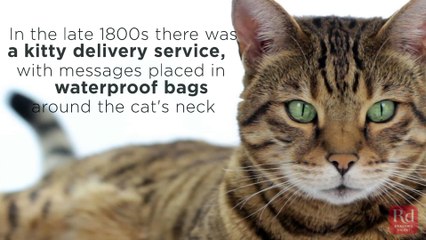 Cats with Real Jobs