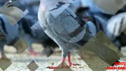 Ketika Punggung Burung Merpati Dibuka, Semua Orang KAGET, Tak disangka isinya.