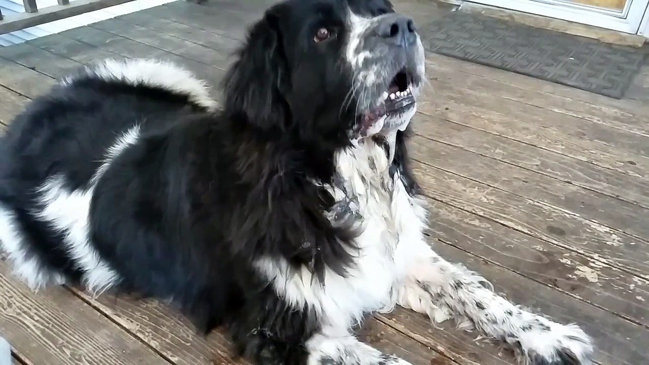 Drool Monster!!  Watch If You Dare!!