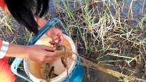 Amazing Beautiful Girl Net Fishing At Battambang Province In Cambodia Traditional Fishing (part 213)