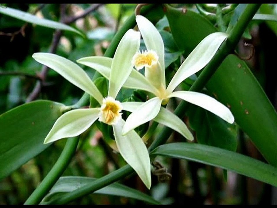 FRANCOIS FELDMAN - JOY PARFUM DE VANILLE